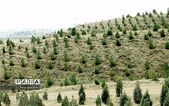 نرخ زنده‌مانی جنگل در ایران بیش از 65 درصد است