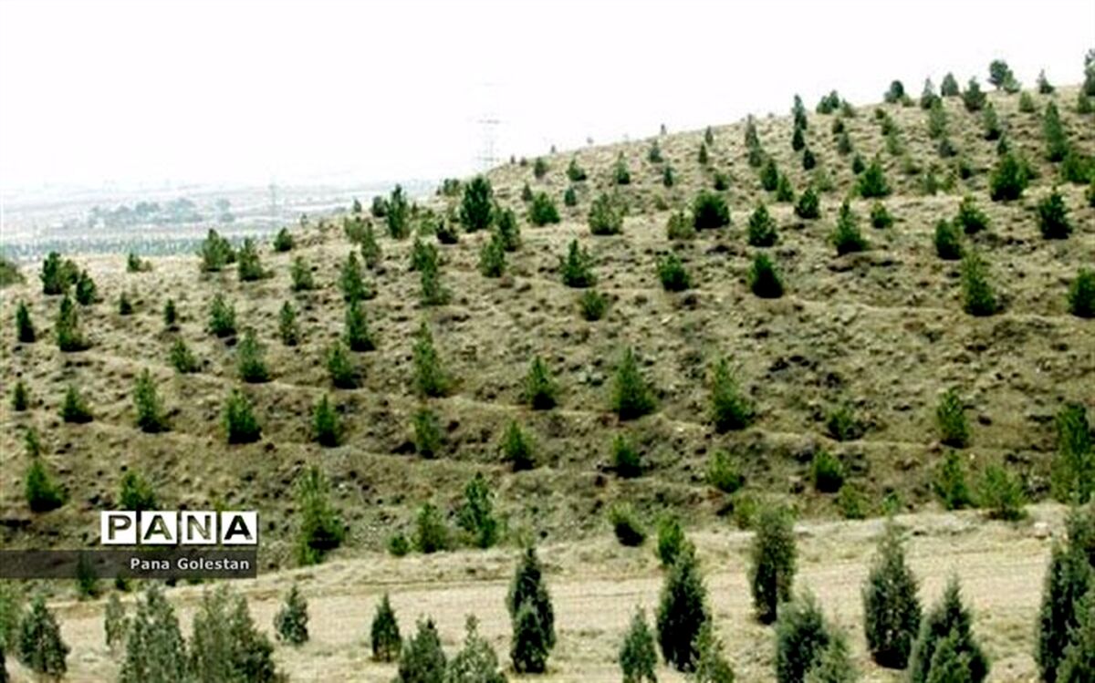 نرخ زنده‌مانی جنگل در ایران بیش از 65 درصد است