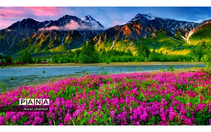 بهاری نو