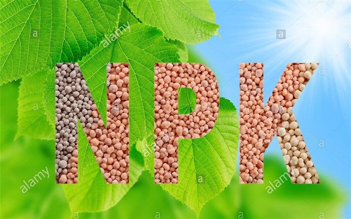 صدور بیش از 23 هزار فقره حواله الکترونیکی کود شیمیایی در استان قم