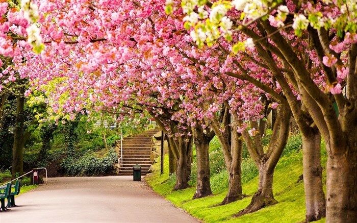 غم و اندوهت را به برگ‌های درختان بیاویز‌