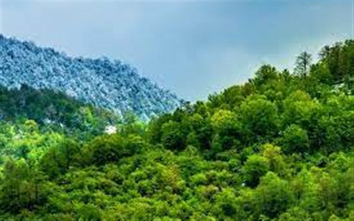سهم هر ایرانی از جنگل‌های کشور تنها ۰.۲ هکتار است