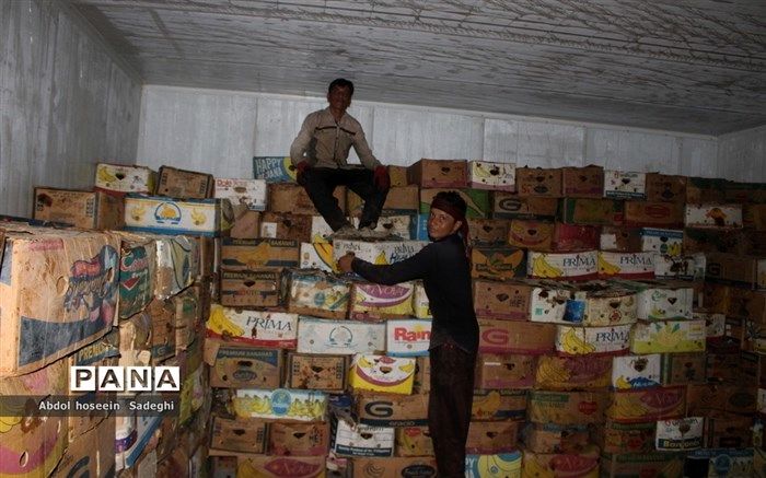 آغاز عرضه خرما با نرخ تنظیم بازار از فردا