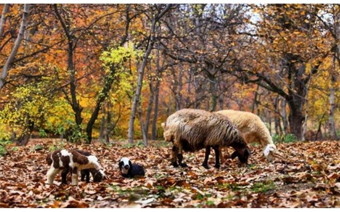 «نایه» روستایی با آداب و رسوم خاص در قم
