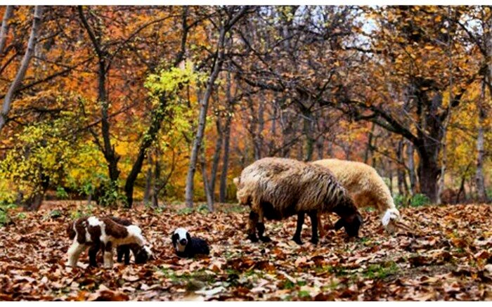 «نایه» روستایی با آداب و رسوم خاص در قم