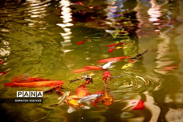 باغ موزه نگارستان تهران، باغی دلچسب به بلندای تاریخ