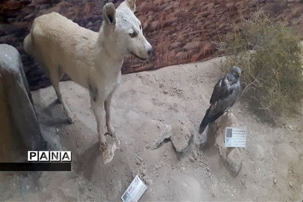تالاب بین المللی شادگان پذیرای میهمانان نوروزی