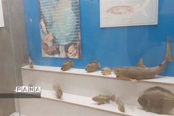تالاب بین المللی شادگان پذیرای میهمانان نوروزی