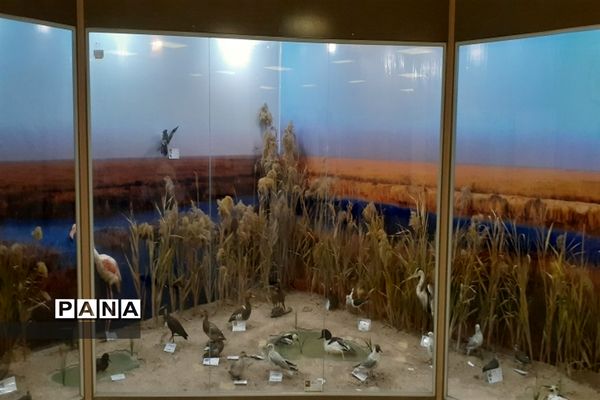 تالاب بین المللی شادگان پذیرای میهمانان نوروزی