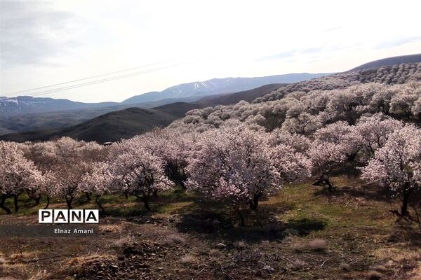 شکوفه های بهاری