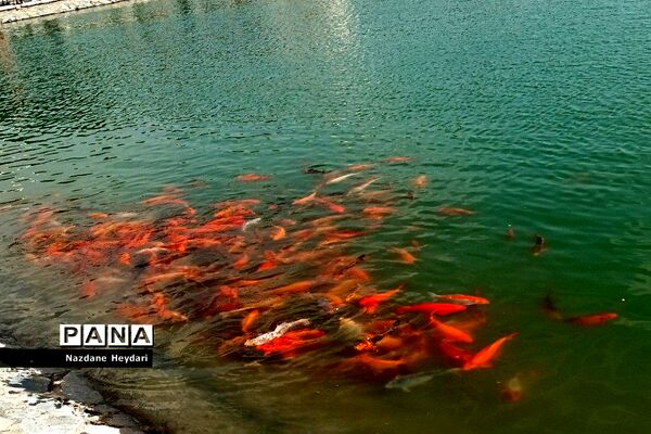 پل طبیعت، جاذبه گردشگری تهران