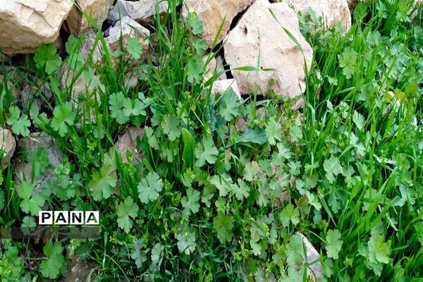 دره عشق جاذبه گردشگری استان چهارمحال و بختیاری