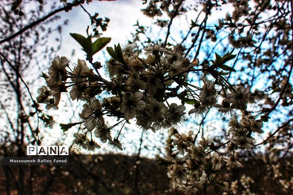 طبیعت و بهار دل انگیز در  روستای آبقد