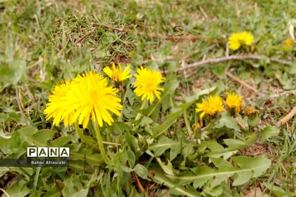 بوستان سیمرغ در نیشابور