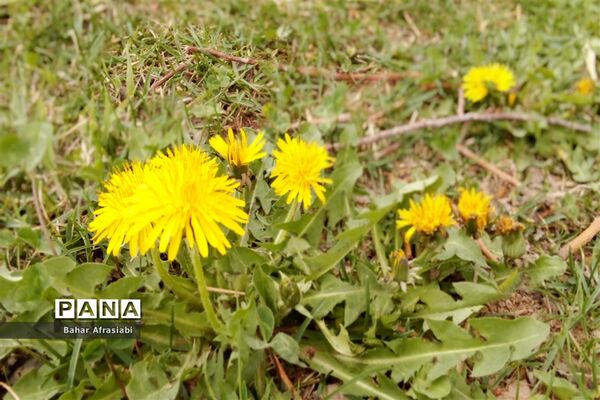 بوستان سیمرغ در نیشابور