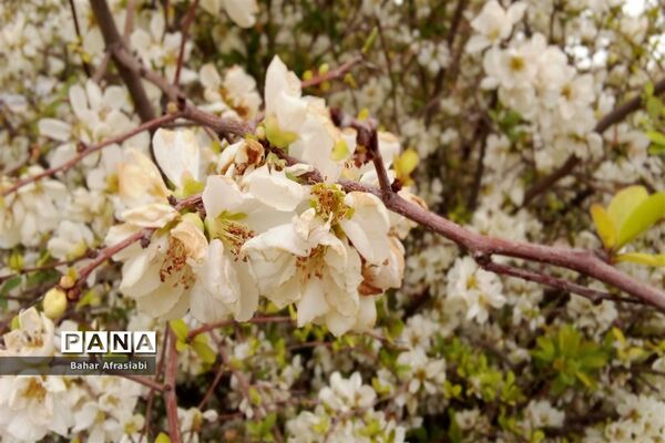بوستان سیمرغ در نیشابور