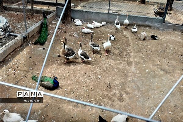 باغ پرندگان در تربت حیدریه