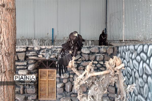 باغ پرندگان در تربت حیدریه