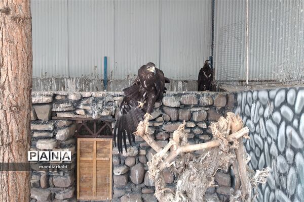 باغ پرندگان در تربت حیدریه