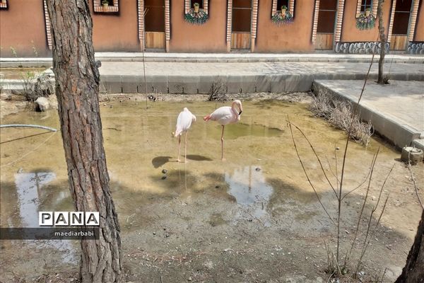 باغ پرندگان در تربت حیدریه
