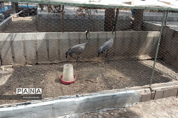 باغ پرندگان در تربت حیدریه