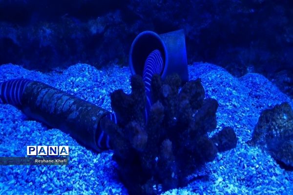 سفری به اقیانوس‌ها در آکواریوم اصفهان