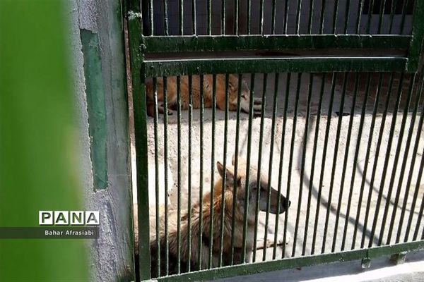 باغ وحش پارک جنگلی و کوهستانی وکیل آباد در استان خراسان رضوی