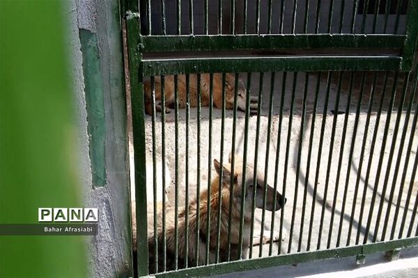 باغ وحش پارک جنگلی و کوهستانی وکیل آباد در استان خراسان رضوی