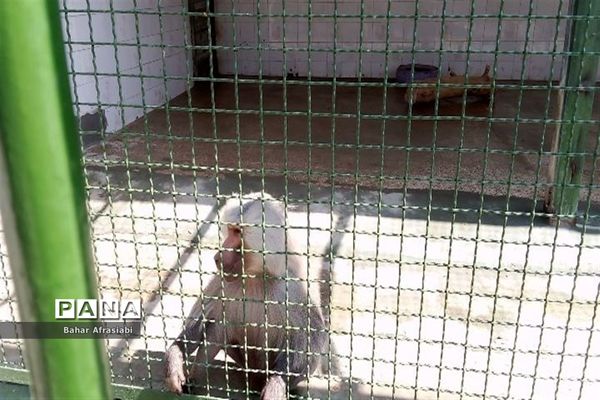 باغ وحش پارک جنگلی و کوهستانی وکیل آباد در استان خراسان رضوی