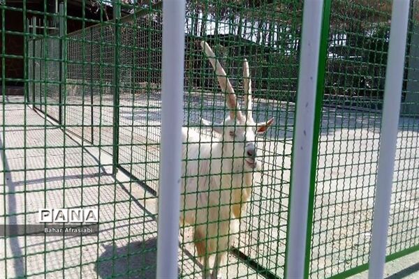 باغ وحش پارک جنگلی و کوهستانی وکیل آباد در استان خراسان رضوی