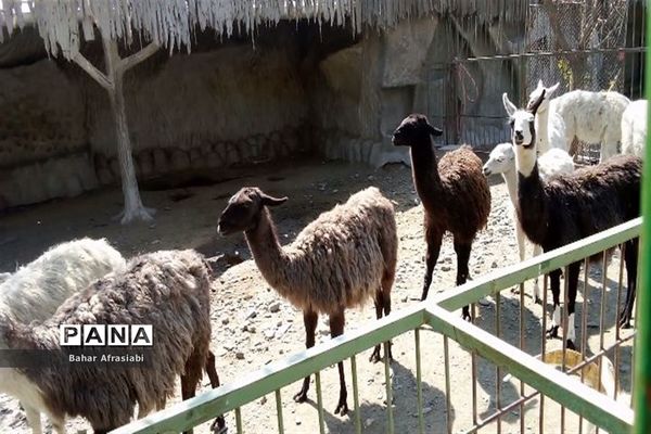 باغ وحش پارک جنگلی و کوهستانی وکیل آباد در استان خراسان رضوی