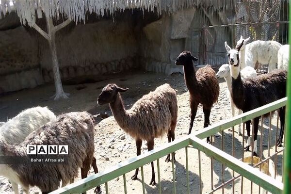 باغ وحش پارک جنگلی و کوهستانی وکیل آباد در استان خراسان رضوی