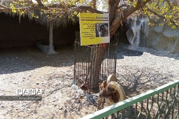باغ وحش پارک جنگلی و کوهستانی وکیل آباد در استان خراسان رضوی
