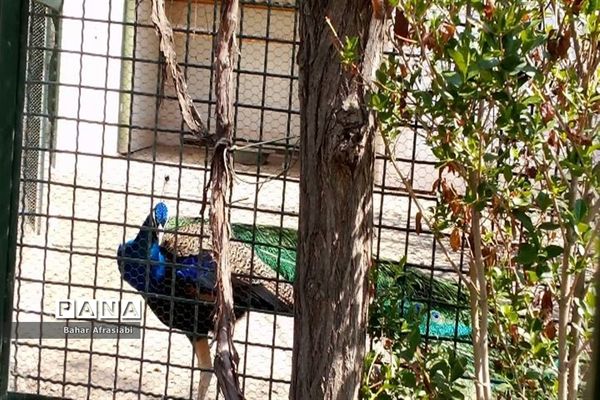 باغ وحش پارک جنگلی و کوهستانی وکیل آباد در استان خراسان رضوی