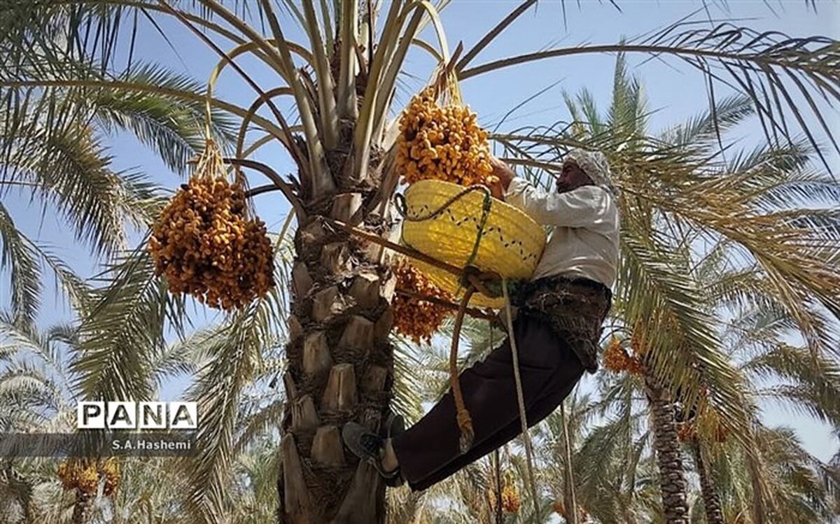 صادرات خرما در سال چه میزان درآمد برای کشور دارد؟