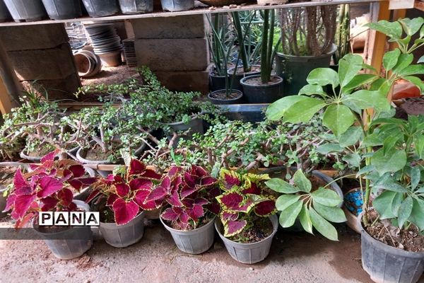 مهد گل‌های زینتی ایران