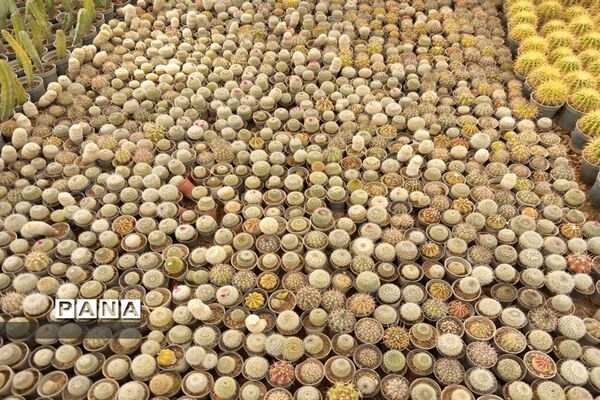 مهد گل‌های زینتی ایران