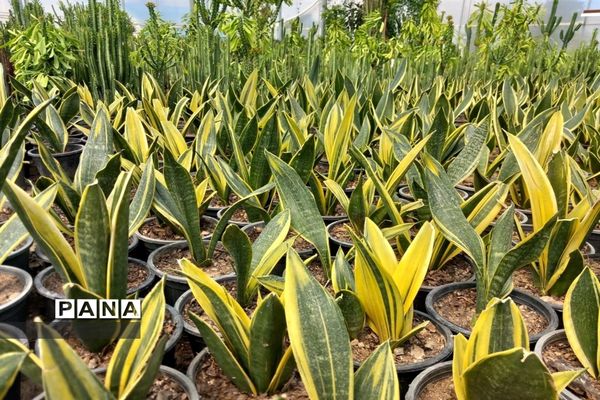 مهد گل‌های زینتی ایران