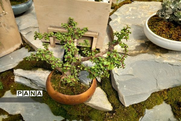 مهد گل‌های زینتی ایران