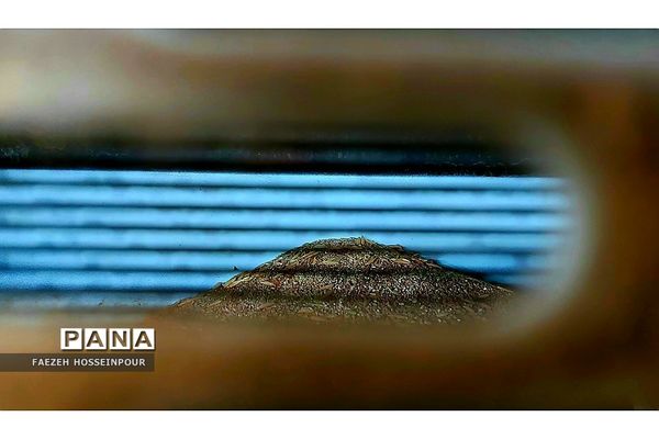 بازدید علمی از کارخانه برنج در شمال ایران