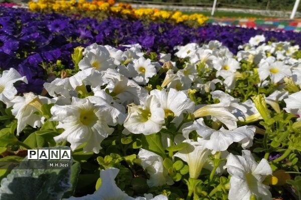 جلوه‌های نوروز در بوستان‌های قم