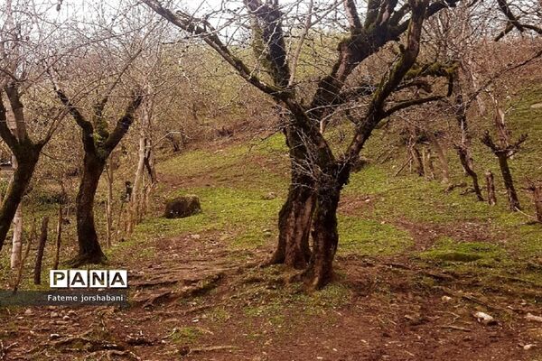 روستای بالابند، روستای سرسبز استان مازندران