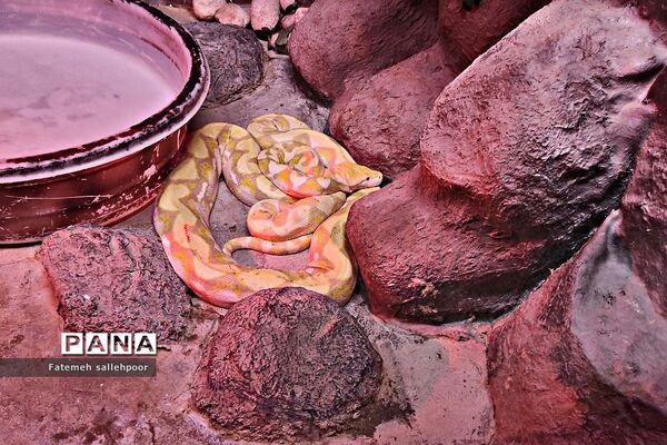 باغ خزندگان اصفهان مکانی برای آشنایی با موجودات نایاب