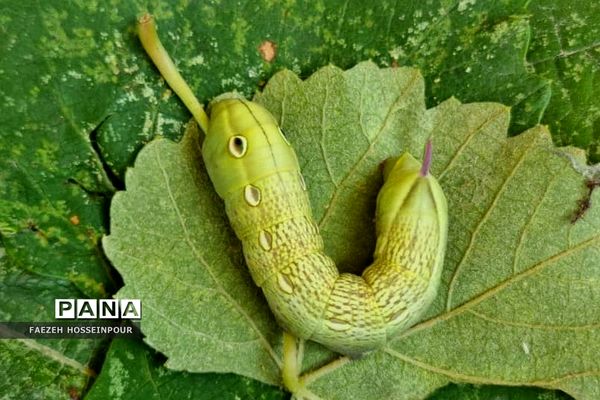 سد لفور در شهرستان  بابلسر