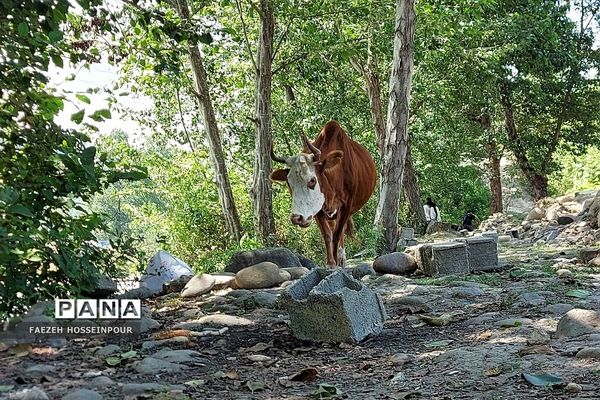 سد لفور در شهرستان  بابلسر