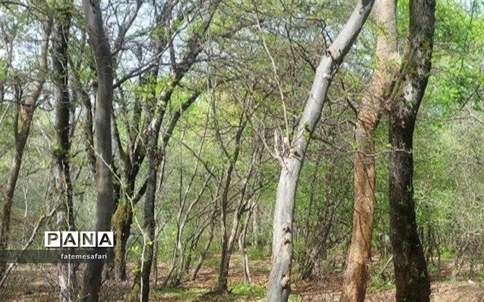 تصمیم گیری هیات وزیران نسبت خودروهای نامهربان با طبیعت