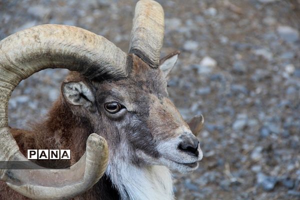 باغ وحش وکیل‌آباد مشهد