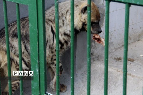 باغ وحش وکیل‌آباد مشهد