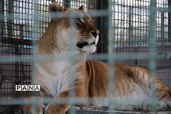 باغ وحش وکیل‌آباد مشهد