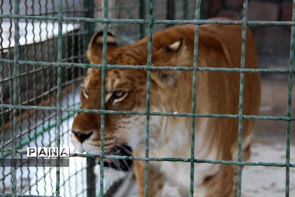 باغ وحش وکیل‌آباد مشهد